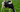 cow in pasture eating grass