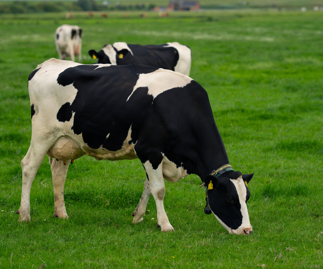 cow in pasture eating grass